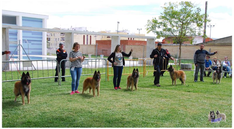 -Eleccion mejor hembra